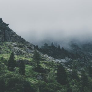 green leafed trees during fog time 167684.jpg