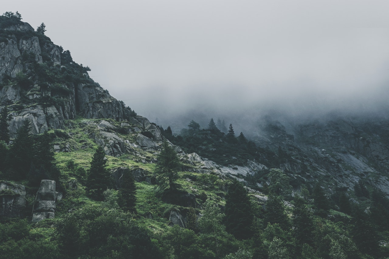 green leafed trees during fog time 167684.jpg green leafed trees during fog time 167684.jpg